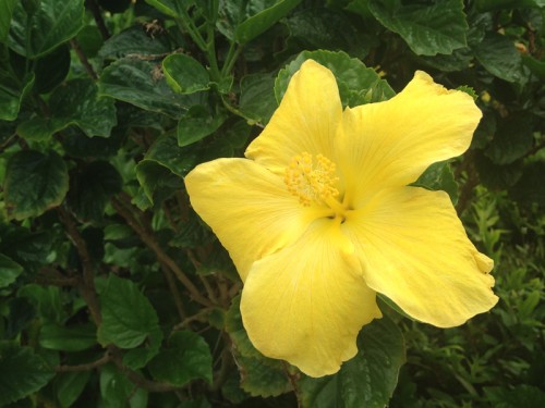 AE_Kauai_Flower
