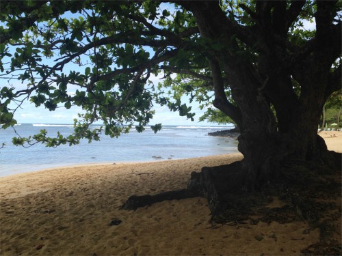 AE_Kauai_Tree